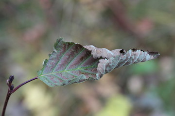 autumn leaf