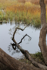 tree reflection in water