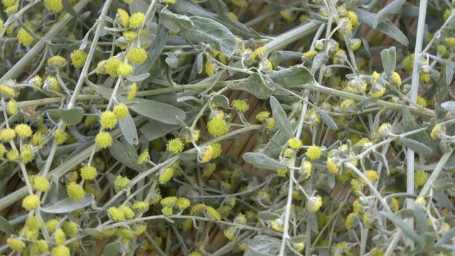 Rotating wormwood absinthium bunch food background