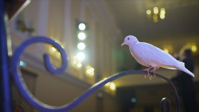 Trained white dove sitting on a magician's stick. Circus White Pigeon