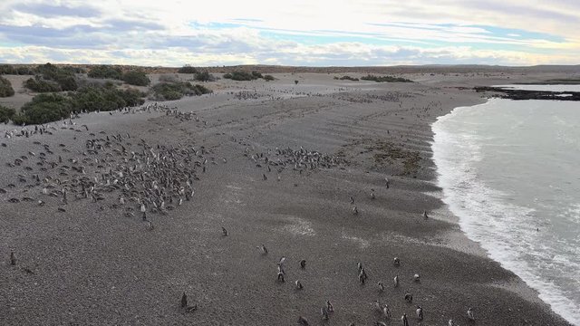 Colony of Magellanic Penguins (Spheniscus magellanicus) at Punta Tombo coastline. Chubut, Argentina