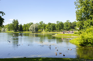 Obraz na płótnie Canvas Pond with waterfowl