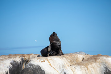 Lobo marino de un pelo, Otaria flavescens, Otarie à crinière, South American Sea lion