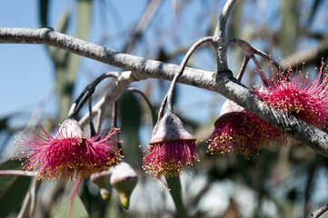 Bluff Knoll Australia, branch with 