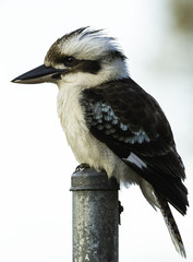 Laughing Kookaburra perched on top of a poll