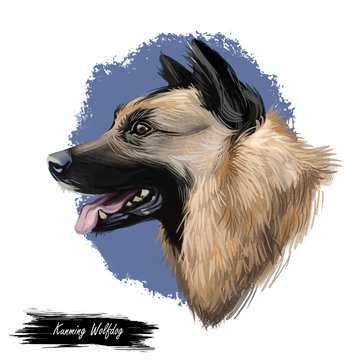 Kunming wolfdog, dog originated in China, digital art illustration. Chinese established breed, trained as military assistant and rescue animal. Pet with stuck out tongue on blue background.