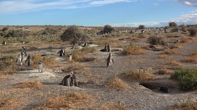 Nesting colony of Magellanic Penguins (Spheniscus magellanicus) in the breeding season at Punta Tombo coastline. Chubut, Argentina