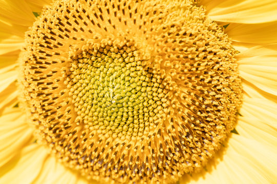Tournesol