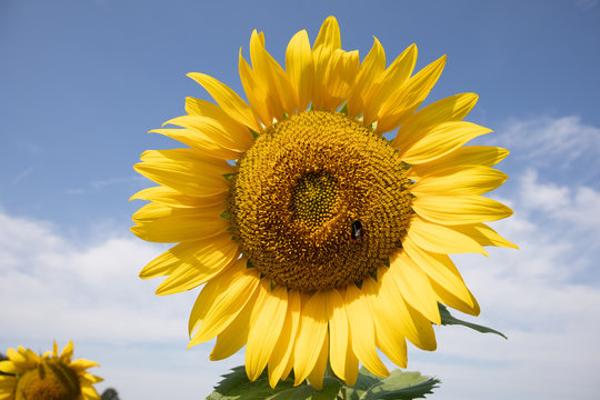 Tournesol
