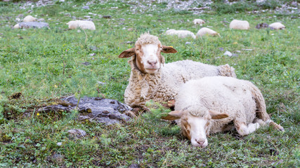 Naklejka premium Mouton de Haute-Savoie