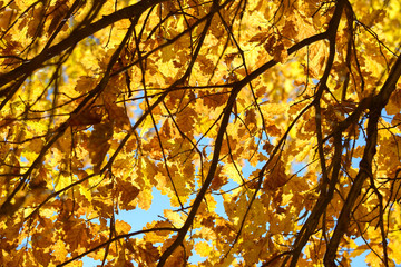 Beautiful colorful leaves in autumn forest. Red, orange, yellow, green and brown autumn leaves. Oak foliage. Seasonal background