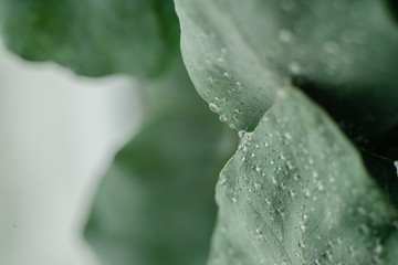 Green Eucalyptus with water Drops , macro water drops, light green leaves, romantic and spa, relaxing palette