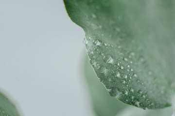 Green Eucalyptus with water Drops , macro water drops, light green leaves, romantic and spa,...