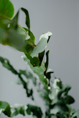 Green Eucalyptus with water Drops , macro water drops, light green leaves, romantic and spa, relaxing palette