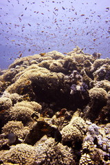 turtle, sea, underwater, ocean, water, reptile, animal, diving, marine, reef, coral, scuba, hawksbill, blue, swimming, wildlife, sea turtle, tortoise, fish, aquatic, shell, green, green turtle, nature