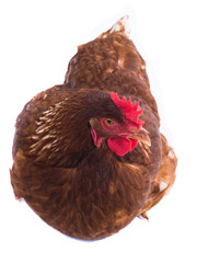 brown hen isolated