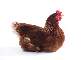 brown hen isolated