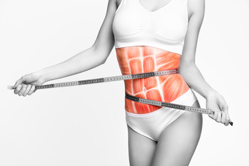 Woman's abs muscle and body structure. Slim female body frontal view isolated on neutral background.