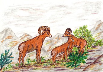 Hand drawn multicolor illustration with nature theme (bighorn sheep in nature) - scan