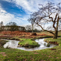 Obraz premium A winding river and an old tree among English fields