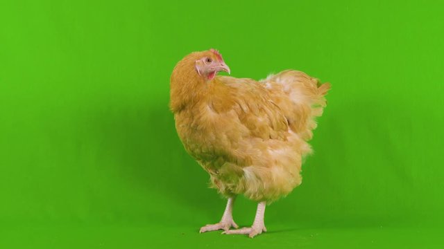 Chicken on green screen nervously looks around and behind, as if paranoid