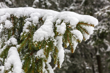 Snowy Spruce branches in the woods