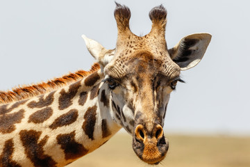 Naklejka premium Close up of a giraffe portrait on the savannah