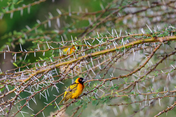 Prickly branches with a Village weaver on a branch
