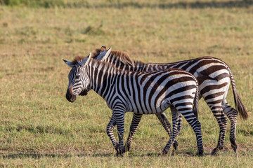 Zebras walking on the savannah in Africa