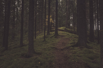 Fototapete bei efototapeten.de bestellen   