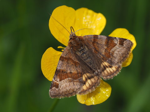 Braune Tageule