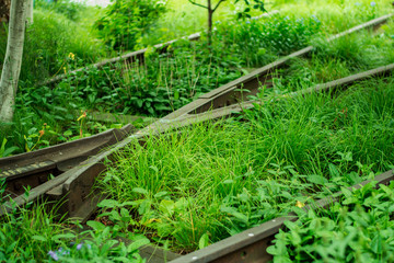 Overgrown Track
