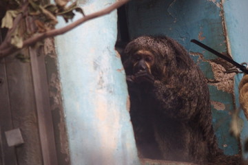 Big brown monkey eats and looks at people 