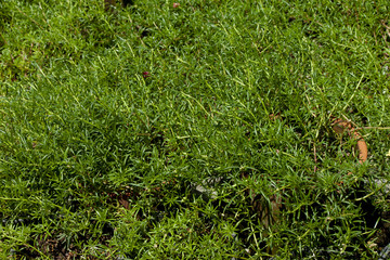 Green leaves of Flower Portulaca oleracea in Thailand.