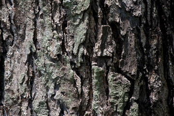 Nature of Wooden surface tree for background and texture. 