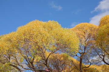 Golden autumn in Omsk. Krone of elm in the fall