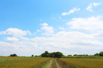 空と雲とあぜ道