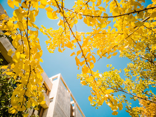Ginkgo leaves in autumn