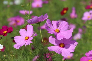 Fototapeta premium Świątynia Ikaruga no Sato Hokiji i Pole Kosmosu