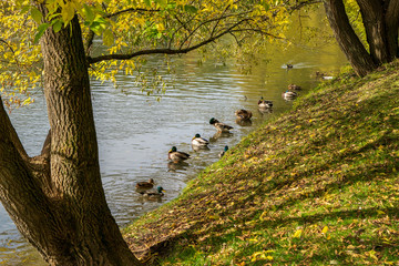 Ducks in the pond in the autumn trees in the park