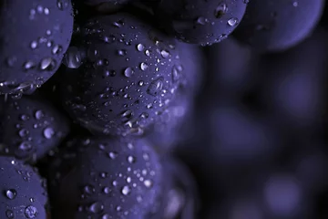 Fotobehang Close up, berries of dark bunch of grape with water drops in low light isolated on black background © Andriy Nekrasov