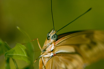 Close up macro shot of a butterfly
