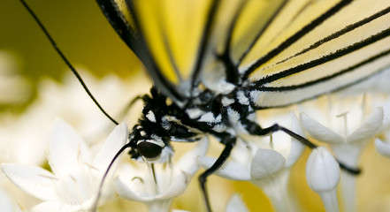 Close up macro shot of a butterfly