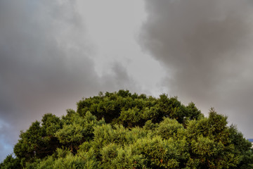 Large dark clouds over the crown of the tree.