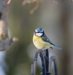 Blue Tit in the Winter