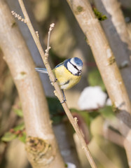 Blue Tit in the Winter