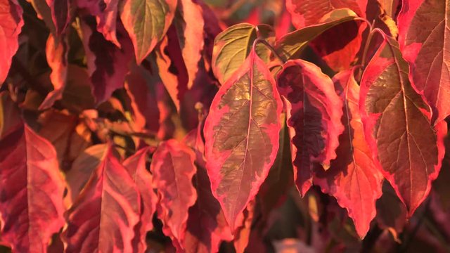 Cornus florida. Tree at sunset. 4K, UHD, 50p, Cinematic,Closeup, 						