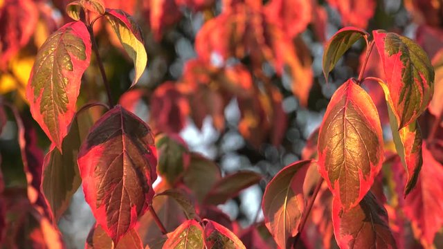 Cornus florida. Tree at sunset. 4K, UHD, 50p, Cinematic,Closeup, 						