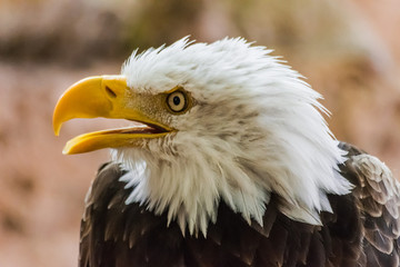 bald eagle head portrait with open beak  (Haliaeetus leucocephalus) with rocks background