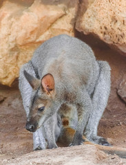 Bennett's wallaby portrait (Macropus rufogriseus) with rocks background